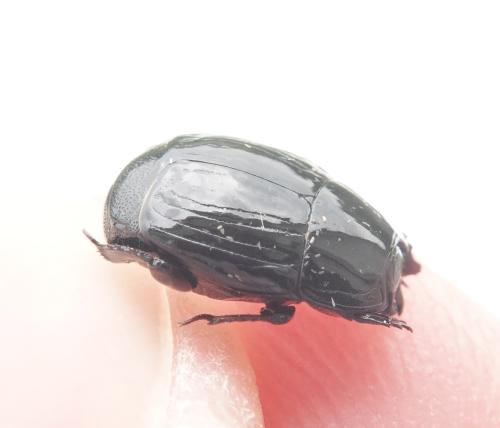 Margarinotus merdarius