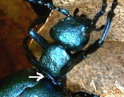 Meloe violaceus