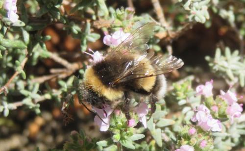 Bombus sp.