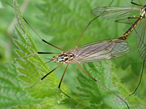 Nephrotoma appendiculata