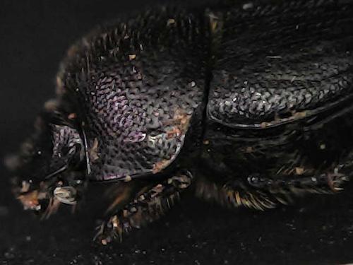 Onthophagus sp.