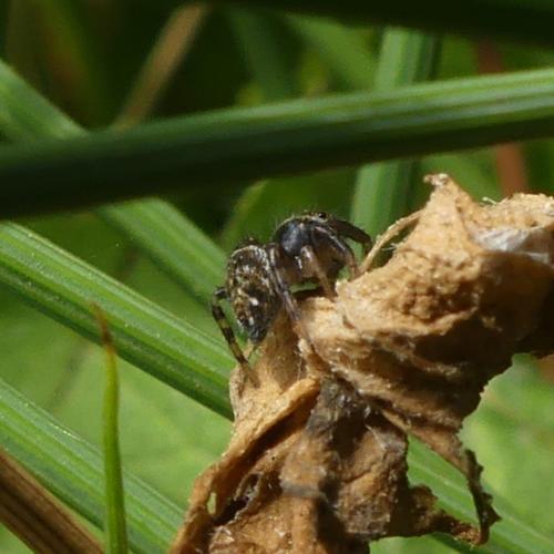 Evarcha arcuata