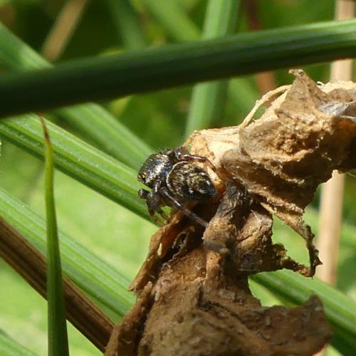 Evarcha arcuata