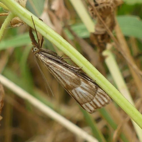 Réf. 324 945 : Chrysocrambus linetella