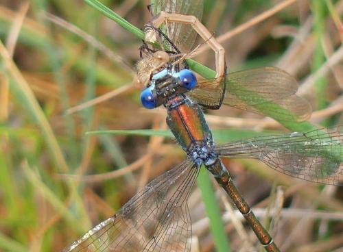 Lestes dryas