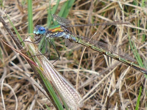 Lestes dryas