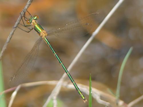 Lestes sponsa