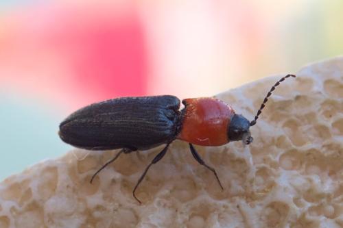 Cardiophorus gramineus