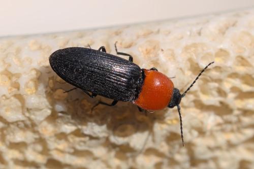 Réf. 324 253 : Cardiophorus gramineus