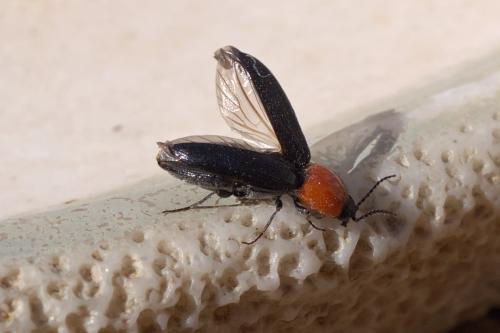 Cardiophorus gramineus