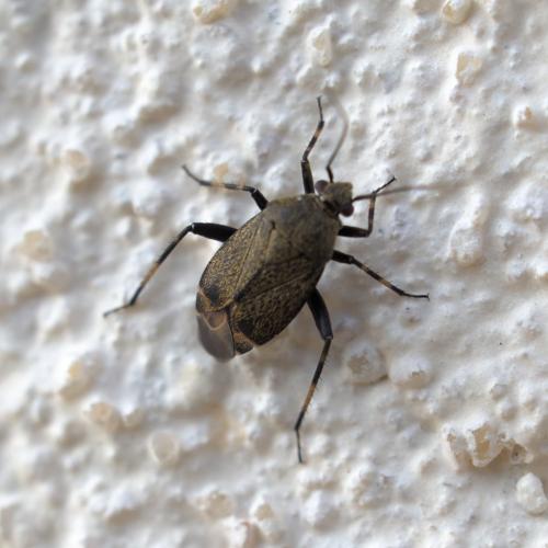 Réf. 324 871 : Polymerus nigrita