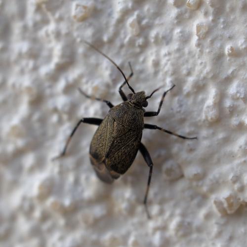 Polymerus nigrita