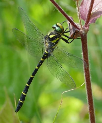 Réf. 324 037 : Cordulegaster bidentata