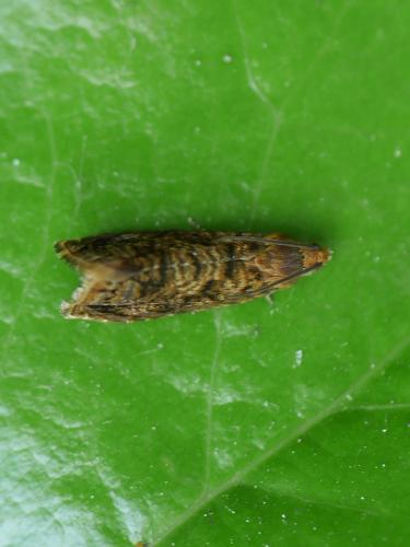 Réf. 324 992 : Grapholita lobarzewskii
