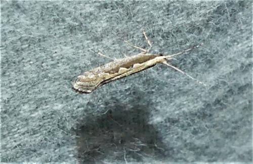 Plutella xylostella