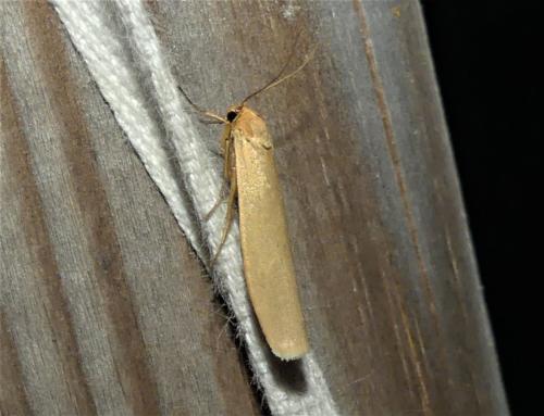 Réf. 324 142 : Eilema pygmaeola