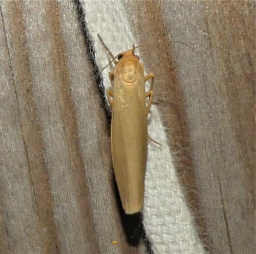 Réf. 324 143 : Eilema pygmaeola