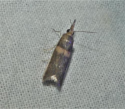 Réf. 324 145 : Etiella zinckenella