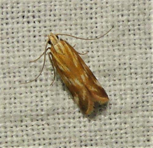 Mirificarma sp.