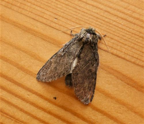 Peridea anceps