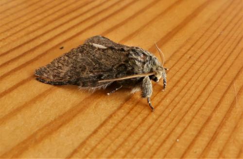 Peridea anceps