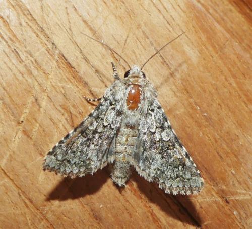 Hecatera sp.