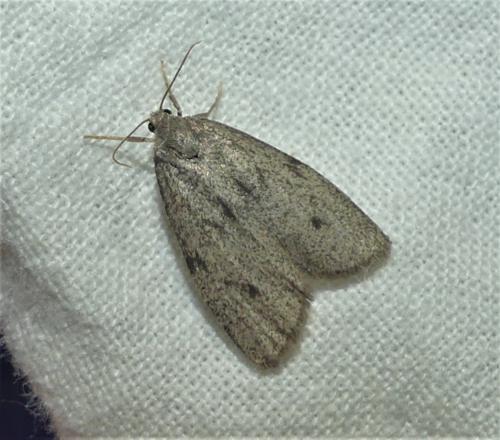 Apaidia rufeola