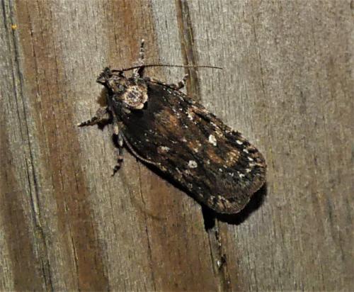 Depressaria adustatella
