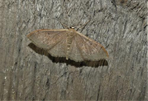 Réf. 324 470 : Idaea degeneraria