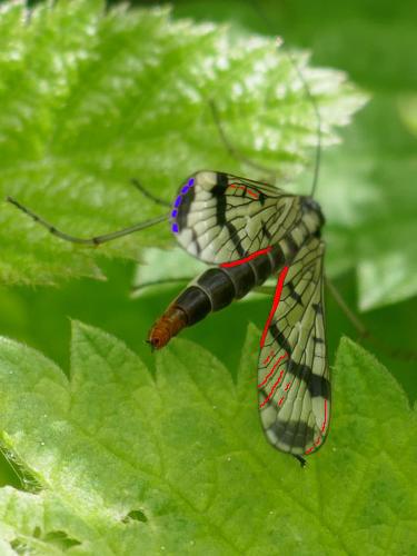 Panorpa sp.