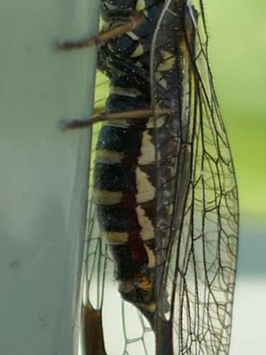 Phaeostigma notatum