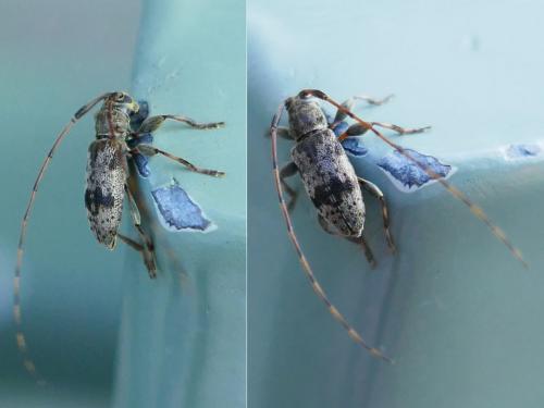 Réf. 324 963 : Leiopus femoratus