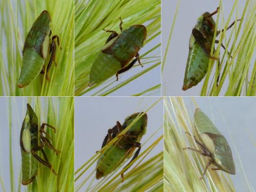 Réf. 324 877 : Aphrodes makarovi
