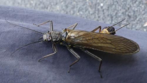 Réf. 324 823 : Perla marginata