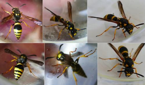 Réf. 324 866 : Symmorphus sp.