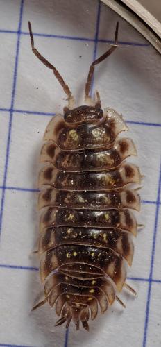 Réf. 324 244 : Oniscus asellus