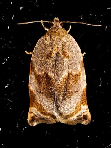 Réf. 324 109 : Archips crataegana
