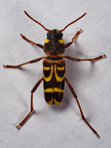 Xylotrechus arvicola