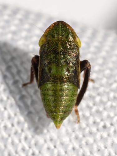 Réf. 324 911 : Aphrodes makarovi