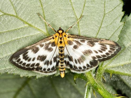 Réf. 324 453 : Anania hortulata