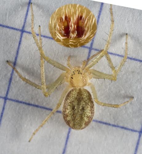 Réf. 324 462 : Philodromus albidus