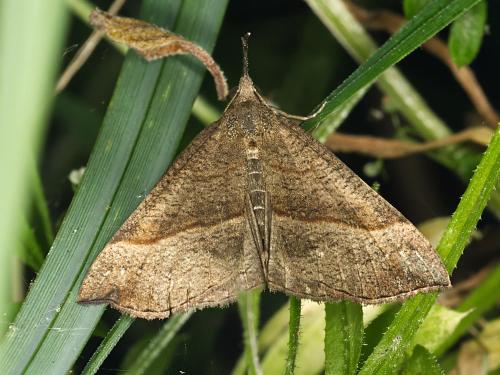 Réf. 324 454 : Hypena proboscidalis