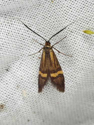 Nemophora degeerella