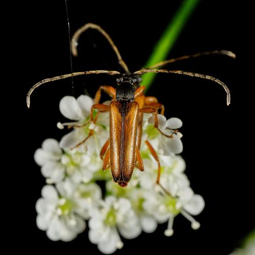 Réf. 324 828 : Alosterna tabacicolor