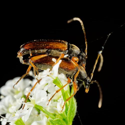 Réf. 324 829 : Alosterna tabacicolor