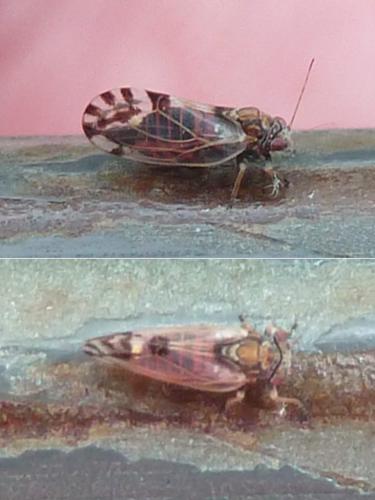 Réf. 324 311 : Cacopsylla pulchella