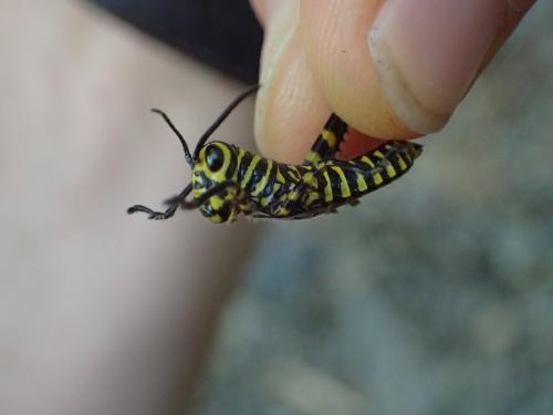 Réf. 324 408 : Tropidacris cristata