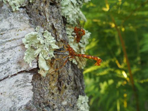 Réf. 324 426 : Megarhyssa vagatoria