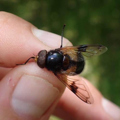 Volucella pellucens