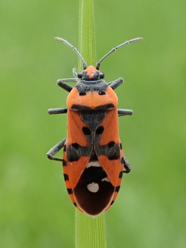 Réf. 324 271 : Lygaeus equestris